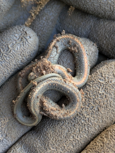 Northwestern Garter Snake