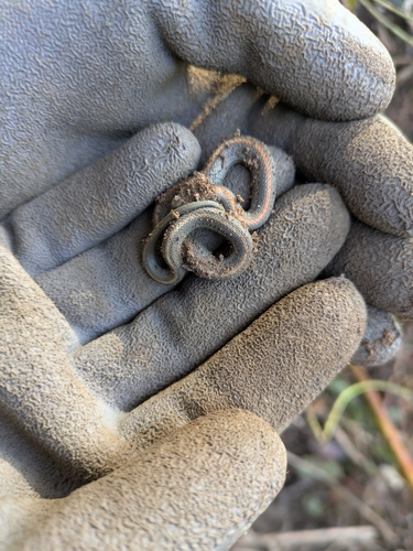 Northwestern Garter Snake