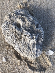 Callyspongia