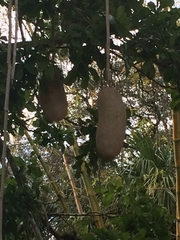 Kigelia africana africana