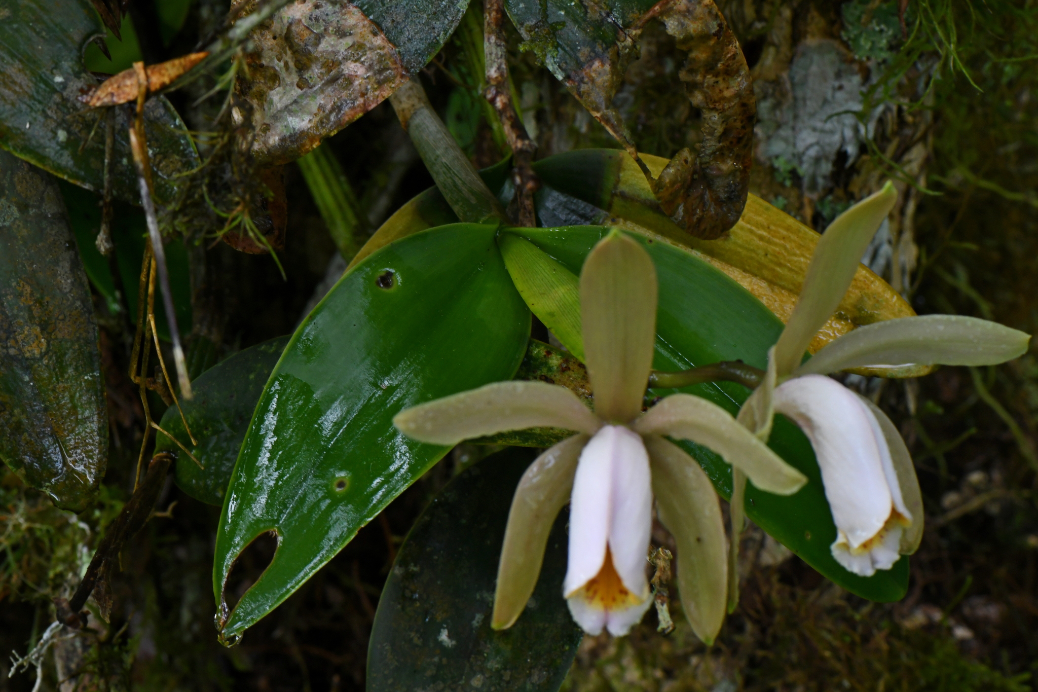 Imagem de Orquídea boca de lobo