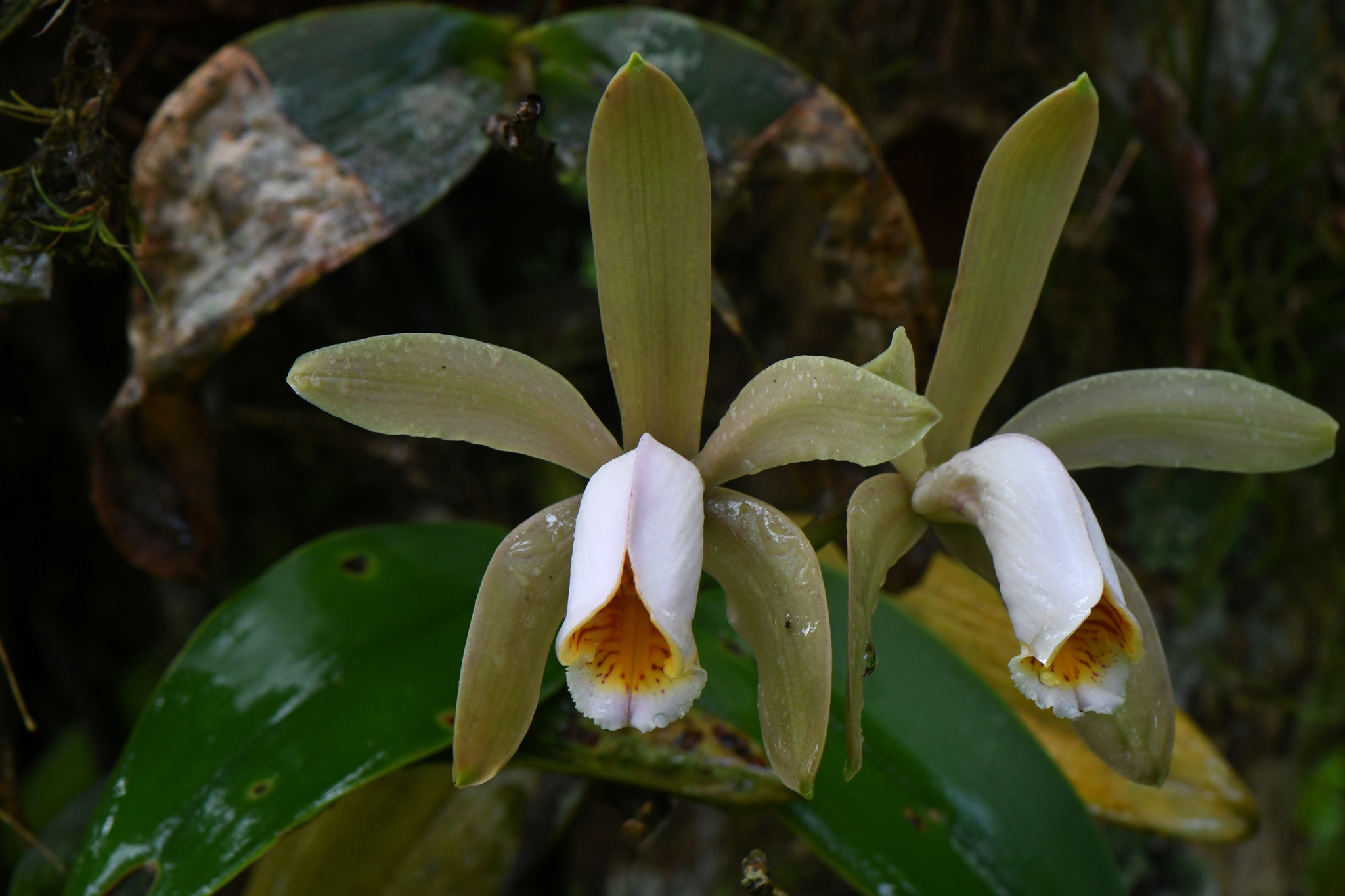 Imagem de Orquídea boca de lobo