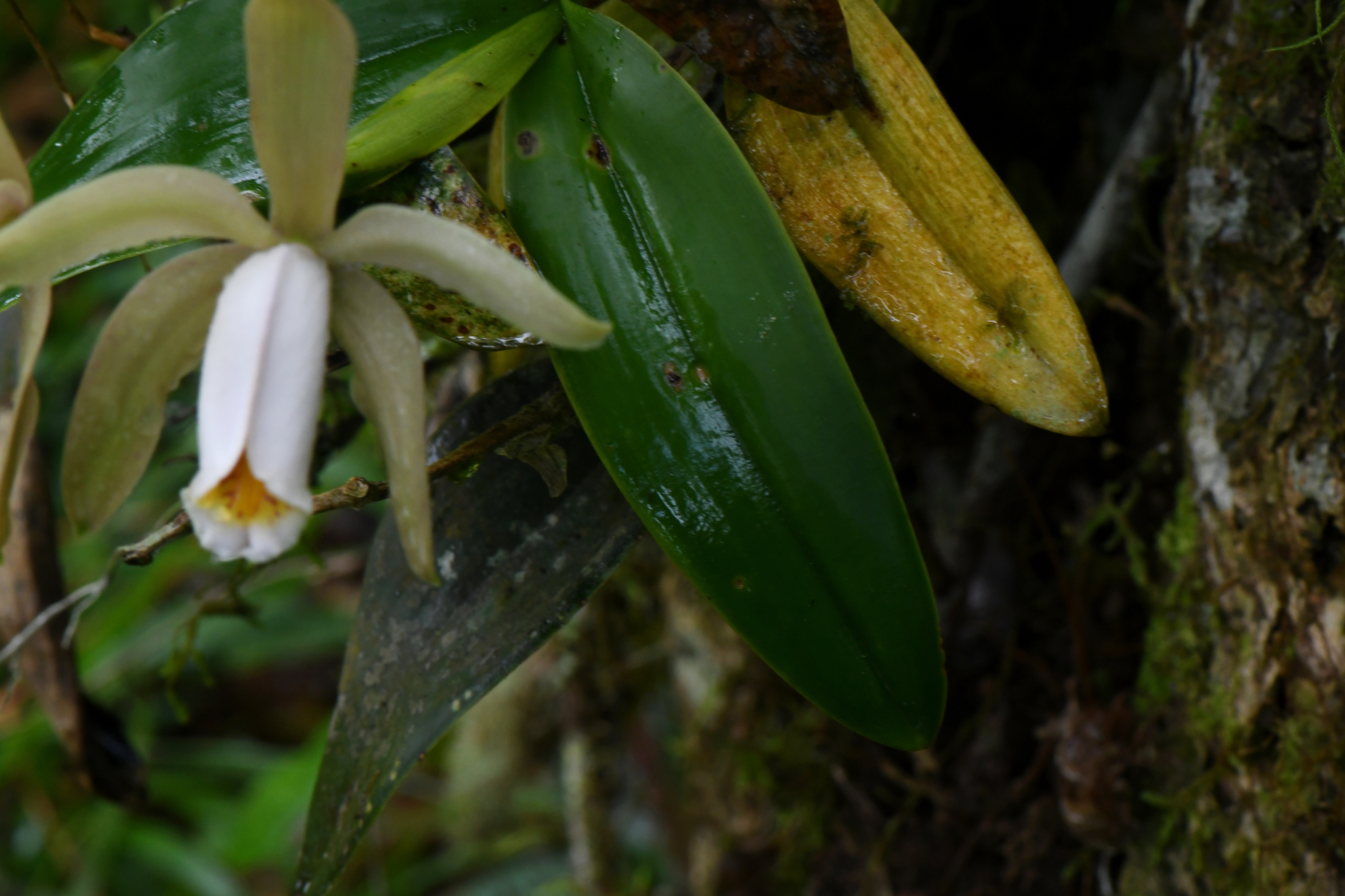 Imagem de Orquídea boca de lobo