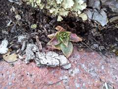 Echeveria paniculata