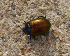 Chrysolina auripennis