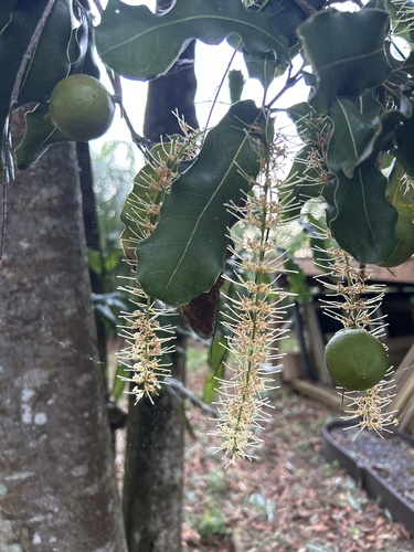 Macadamia integrifolia observed 2026-02-05