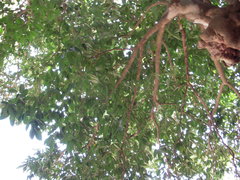 Brosimum alicastrum