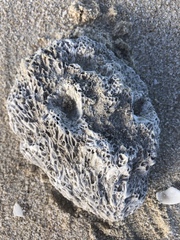 Callyspongia