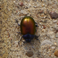 Chrysolina auripennis