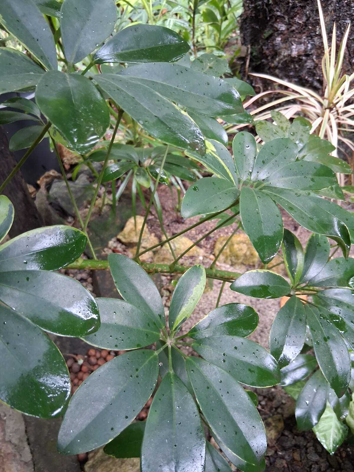 Heptapleurum arboricola