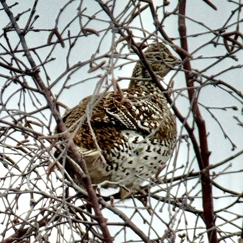 Sharp-tailed Grouse (Tympanuchus phasianellus), photo 5