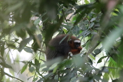 Plecturocebus discolor