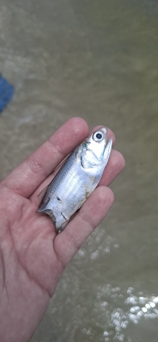 Anchovy (Cetengraulis edentulus) — Engraulidae