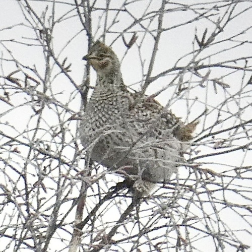 Sharp-tailed Grouse (Tympanuchus phasianellus), photo 6