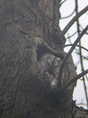 View observation of {o.common_name} on iNaturalist