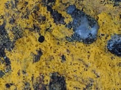 Chrysothrix granulosa