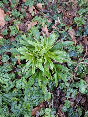 Madonna lily