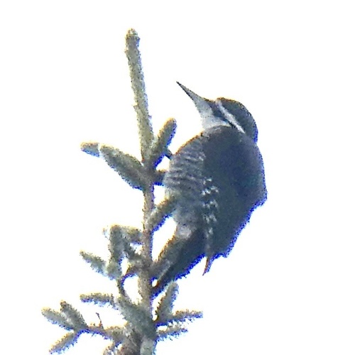 Black-backed Woodpecker (Picoides arcticus), photo 9