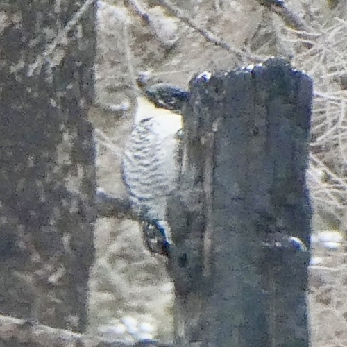 American Three-toed Woodpecker (Picoides dorsalis), photo 3