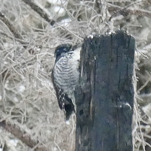 American Three-toed Woodpecker (Picoides dorsalis), photo 4