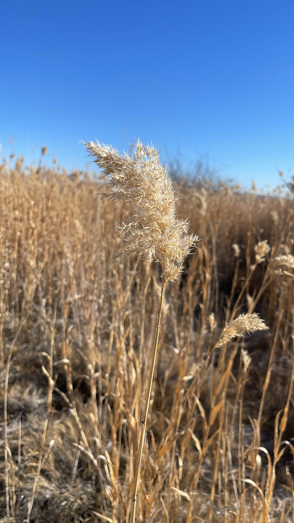 common reed from Las Vegas, NV, US on February 5, 2026 at 09:25 AM by ...