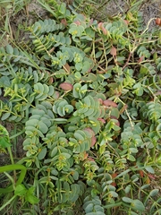 Euphorbia degeneri