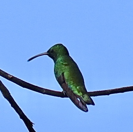 Green-breasted Mango (Anthracothorax prevostii), photo 7