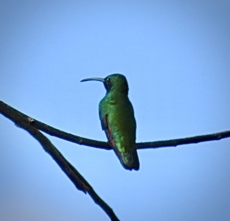 Green-breasted Mango (Anthracothorax prevostii), photo 8