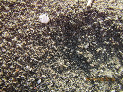 Anoteropsis litoralis