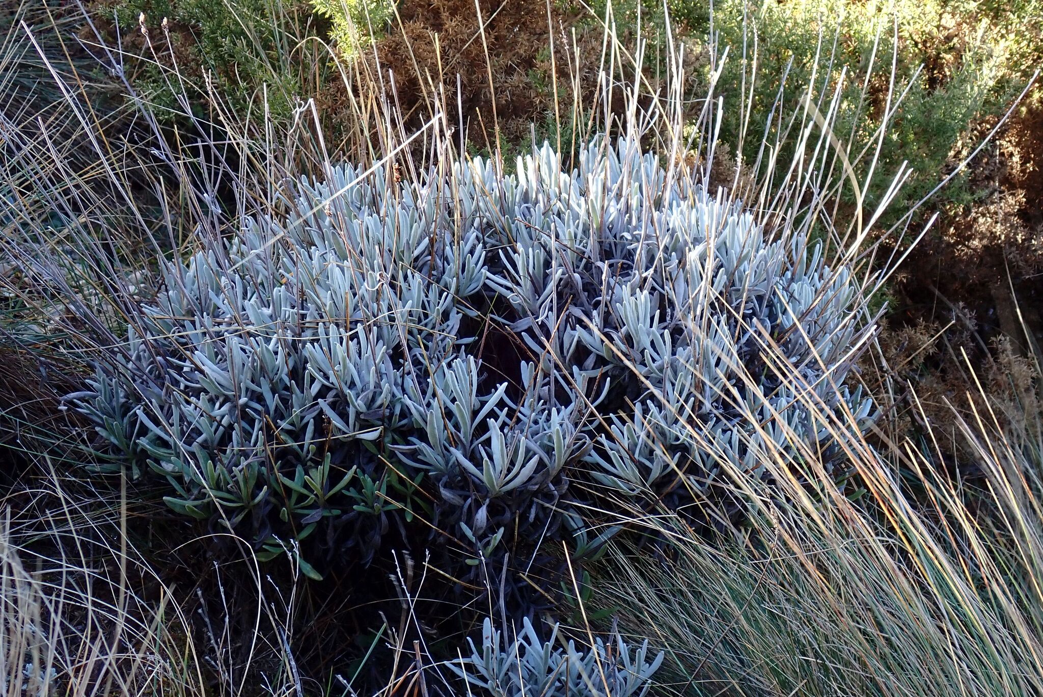 Lavanda lanuda