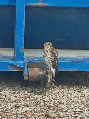 Cooper's Hawk