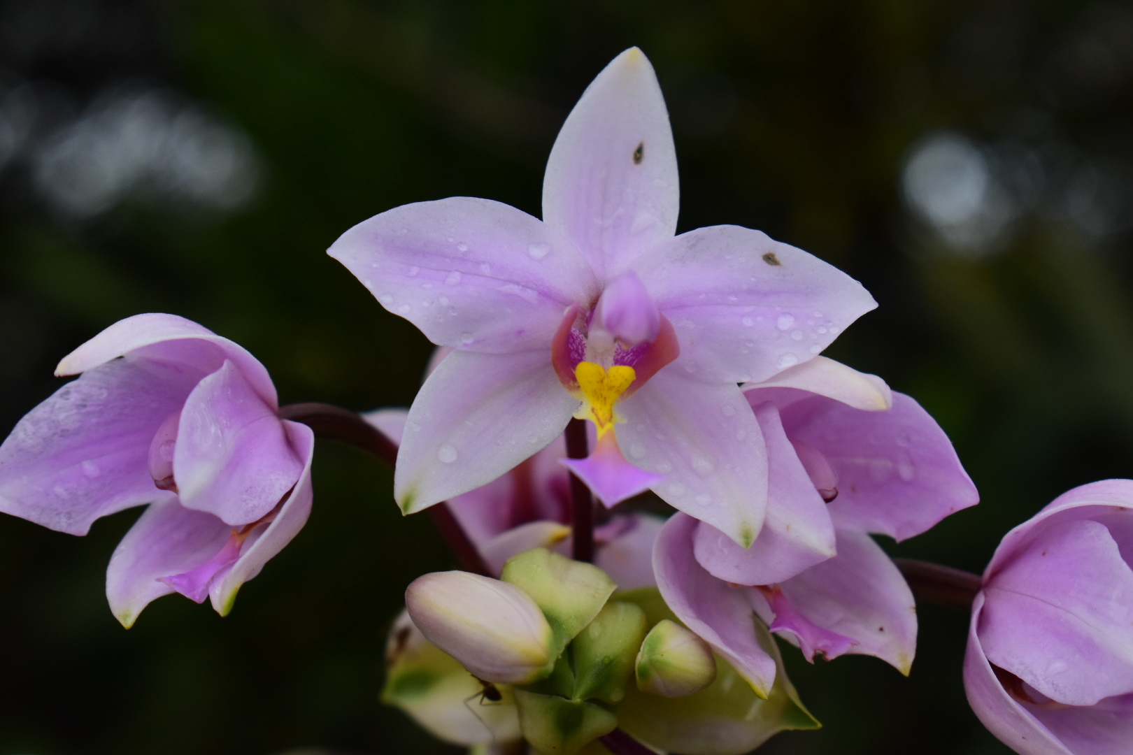 Spathoglottis plicata