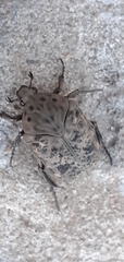Gymnetis