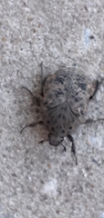 Gymnetis