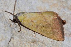 Phytometra orgiae