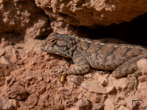 Bibron's Agama