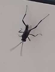 Evania appendigaster