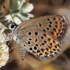 Plebejus bellieri