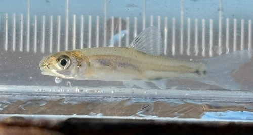 Pimephales vigilax