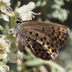 Plebejus bellieri