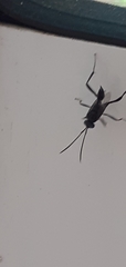 Evania appendigaster