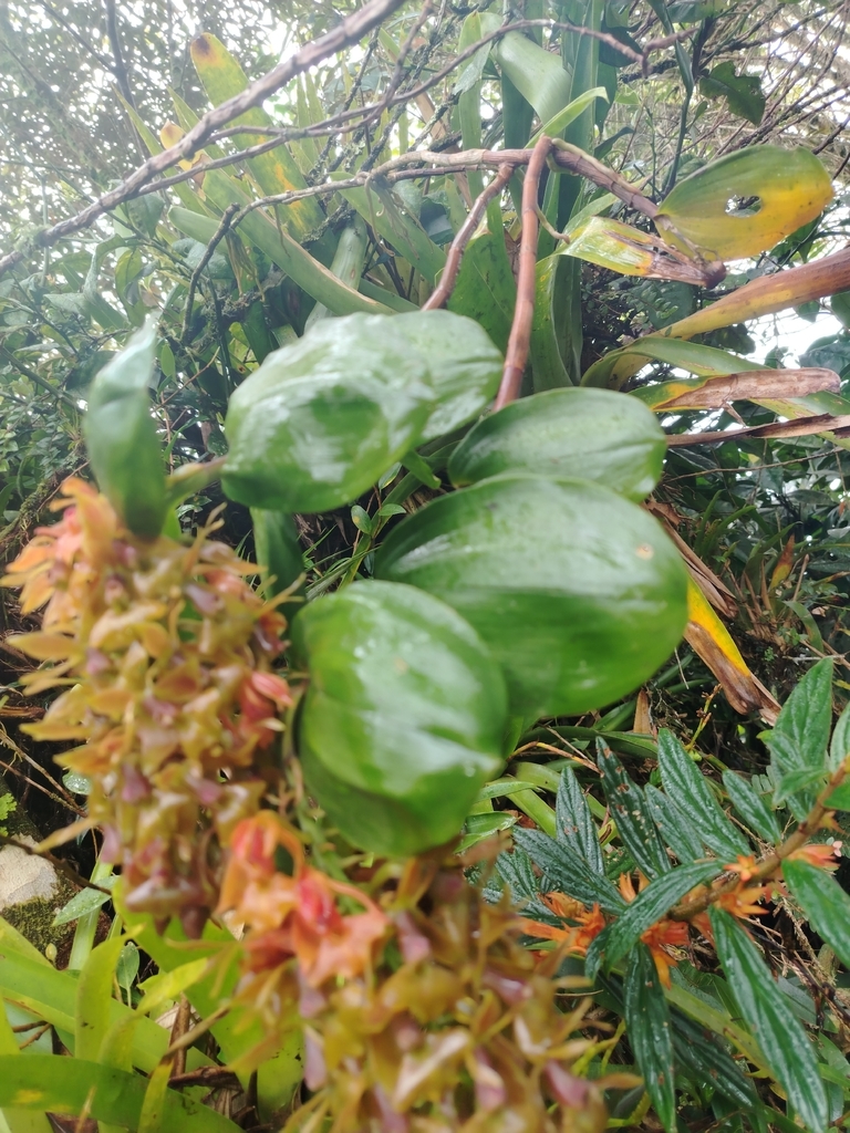 Epidendrum incomptum Rchb.f. 2