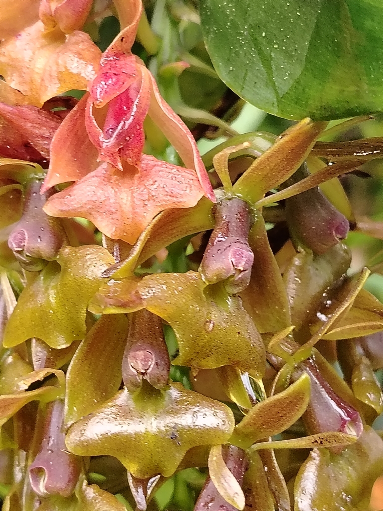 Epidendrum incomptum Rchb.f.