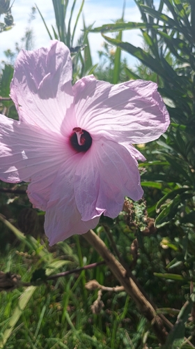 Hibiscus striatus