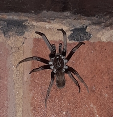 Kukulcania hibernalis