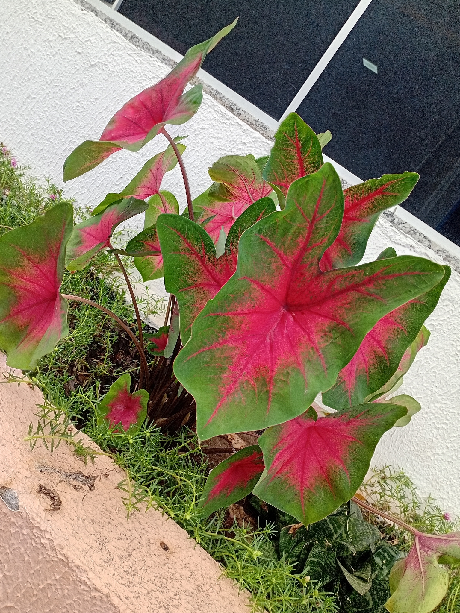 Caladium bicolor