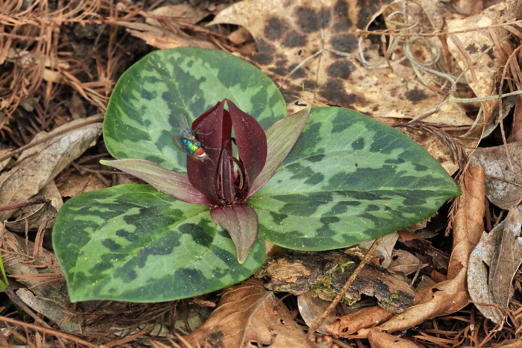 Ocmulgee Trillium