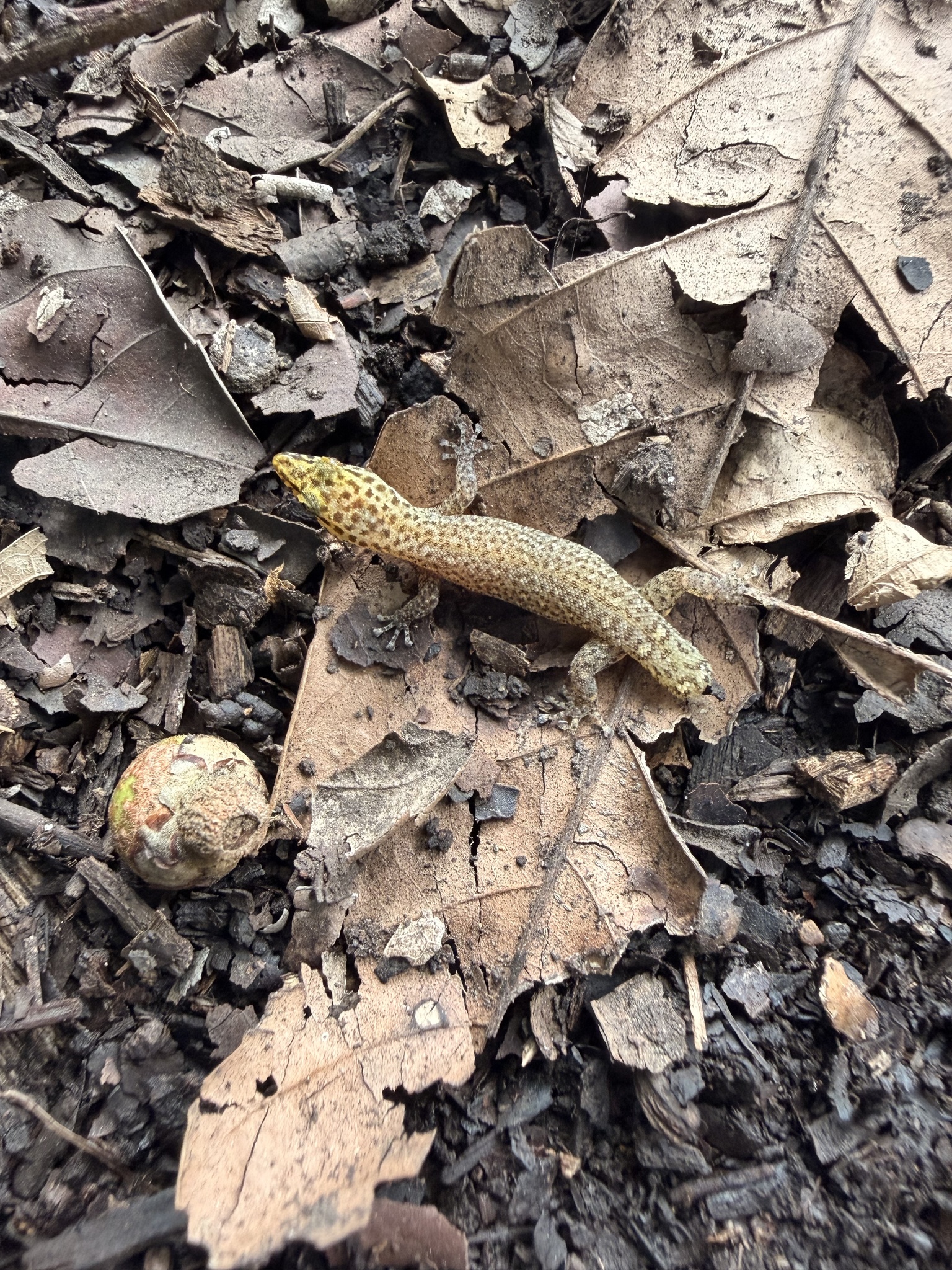 Peninsula Least Gecko photo 4