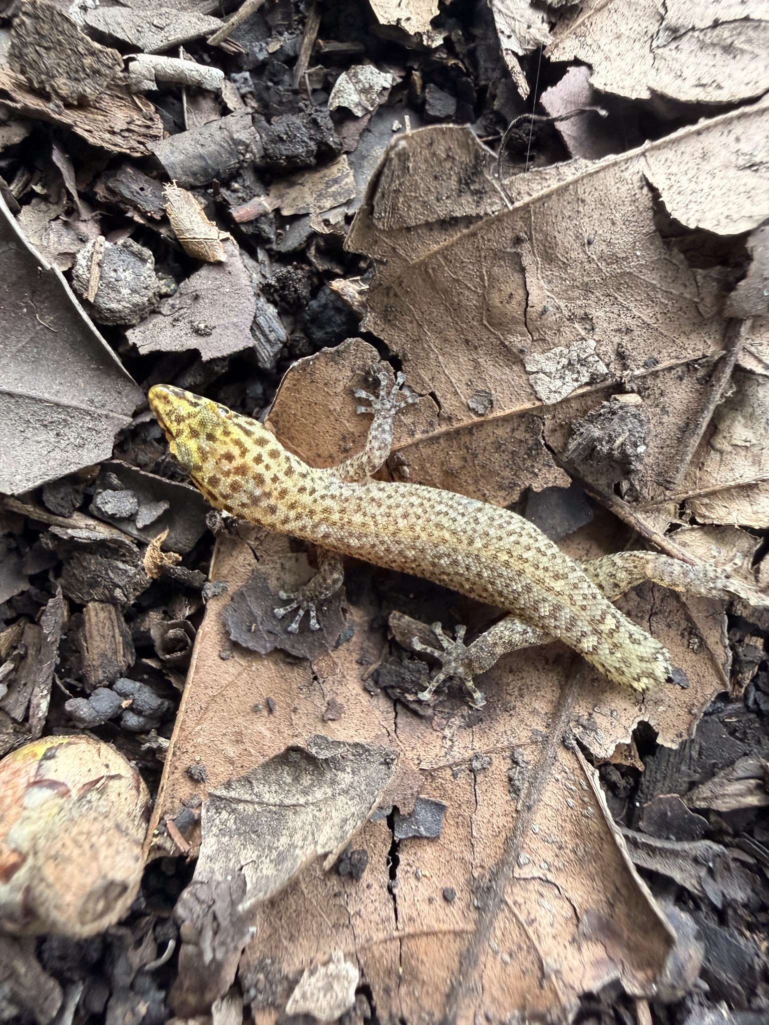 Peninsula Least Gecko photo 5