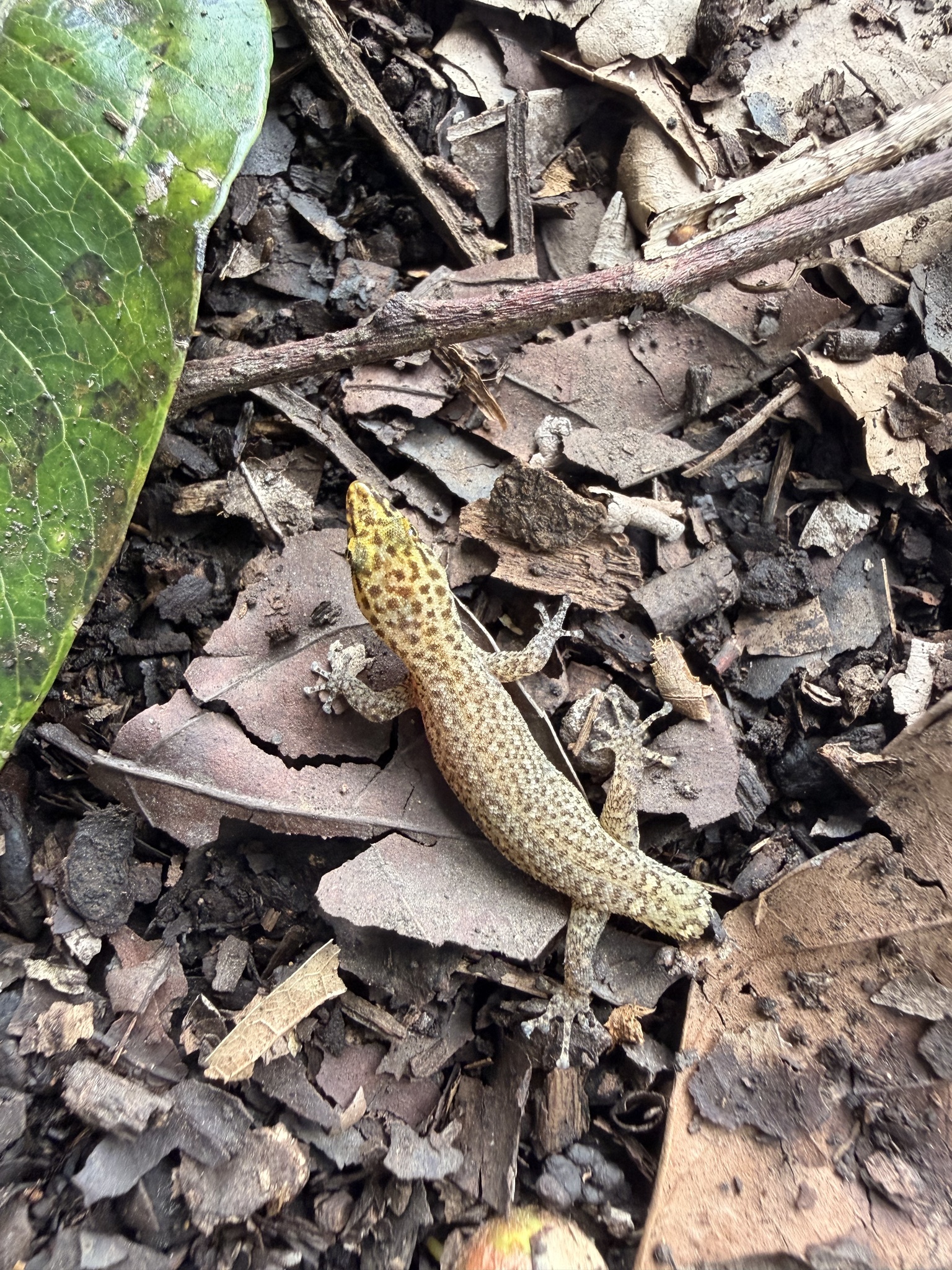 Peninsula Least Gecko photo 6